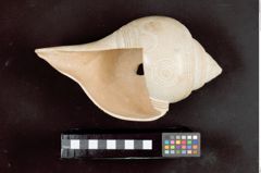 Foto (unten) von Chank-Schnecke mit Ritzornamentik (NHMW-ZOO-MO-0081100-ETH-126)
